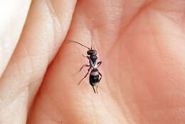 Image of Parasitoid wasp