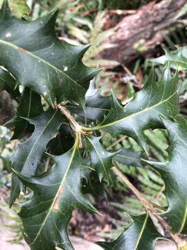 Image of holly osmanthus