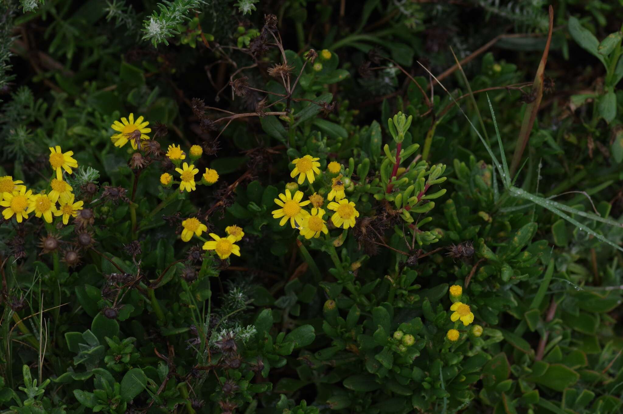 Imagem de Senecio litorosus Fourc.