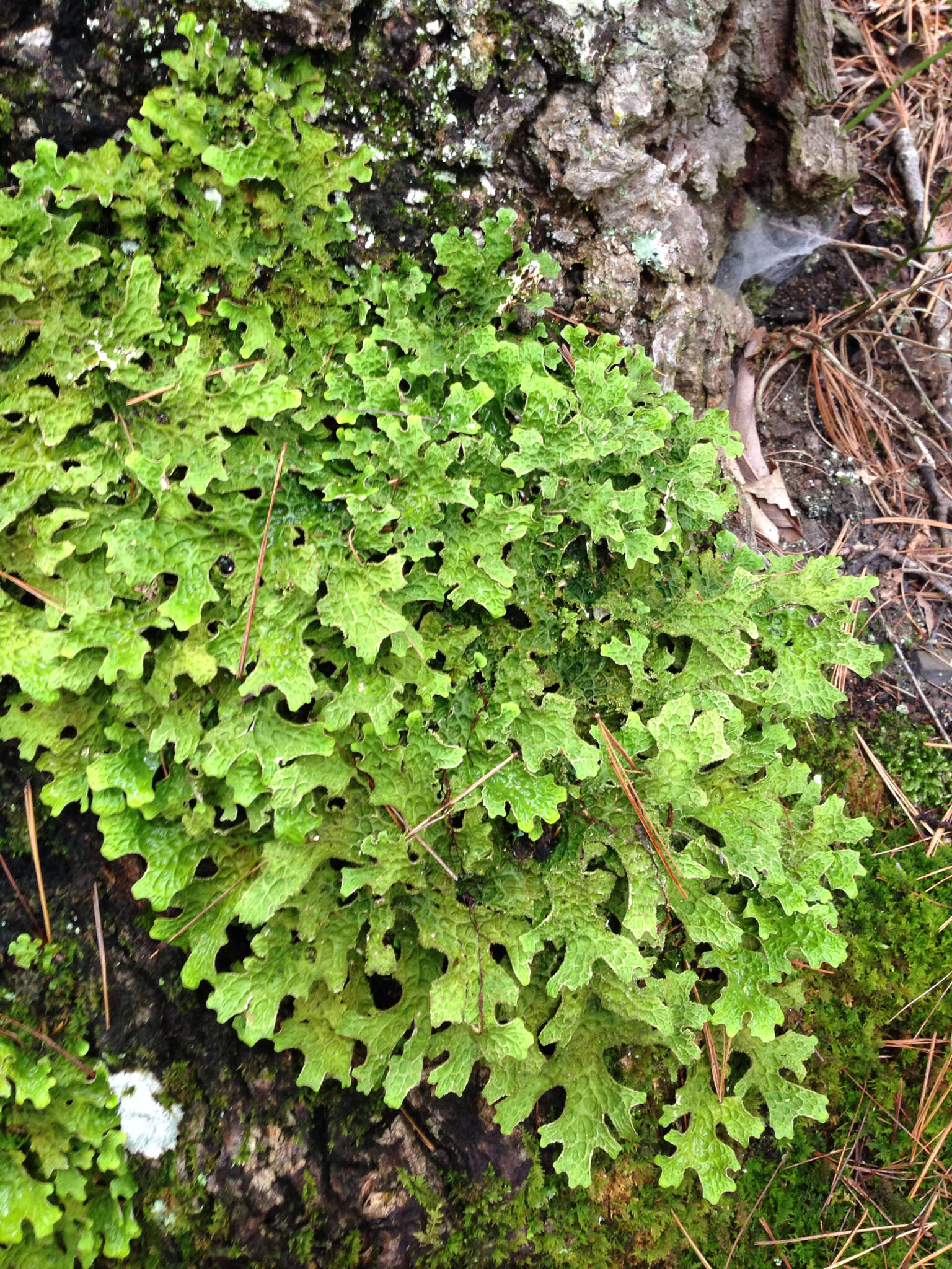 Image of lung lichen