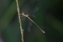 Image of Common Spreadwing