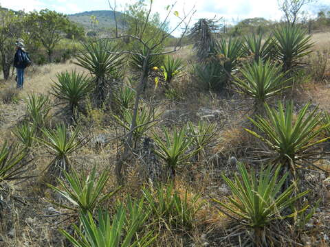 Image of Agave karwinskii Zucc.