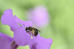 Lasioglossum nigroviride (Graenicher 1911)的圖片