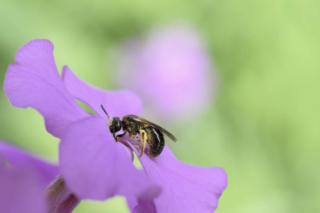 Image of Lasioglossum nigroviride (Graenicher 1911)