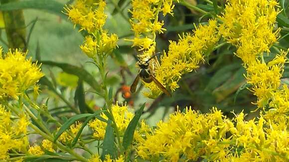 Image of Aerial yellowjacket