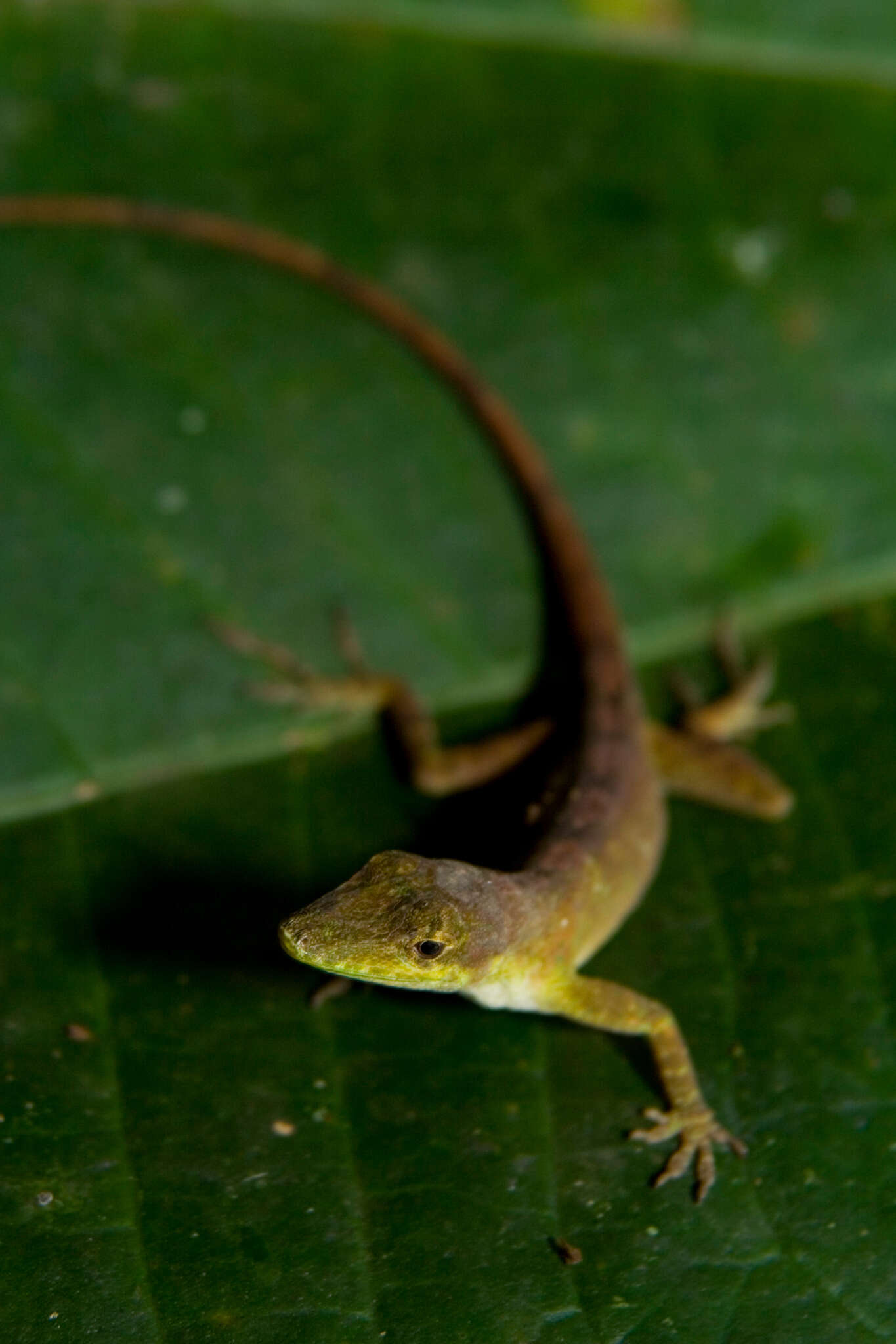 Image of Anolis umbrivagus Bernal-carlo & Roze 2005