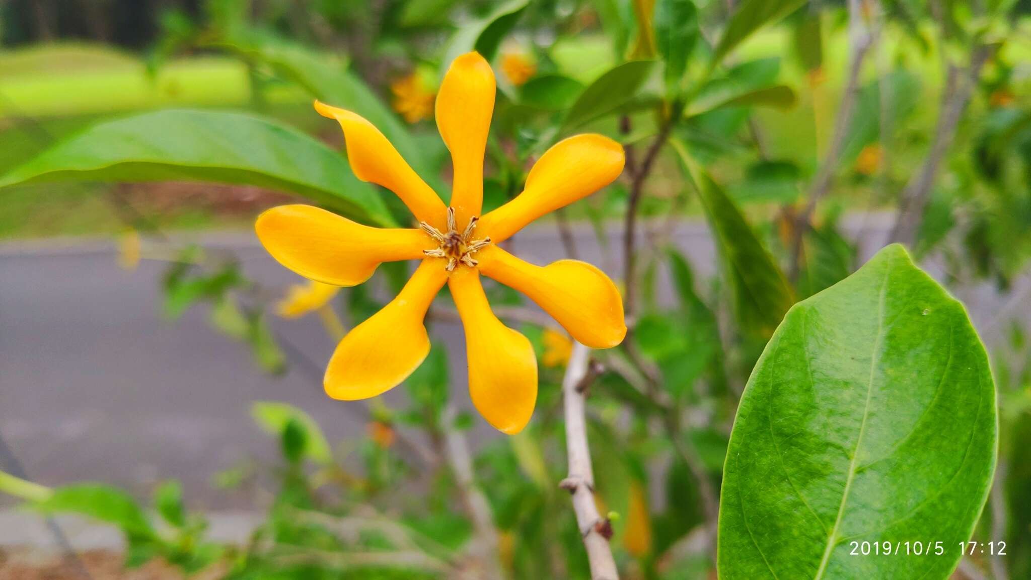 Gardenia mutabilis Reinw. ex Blume resmi