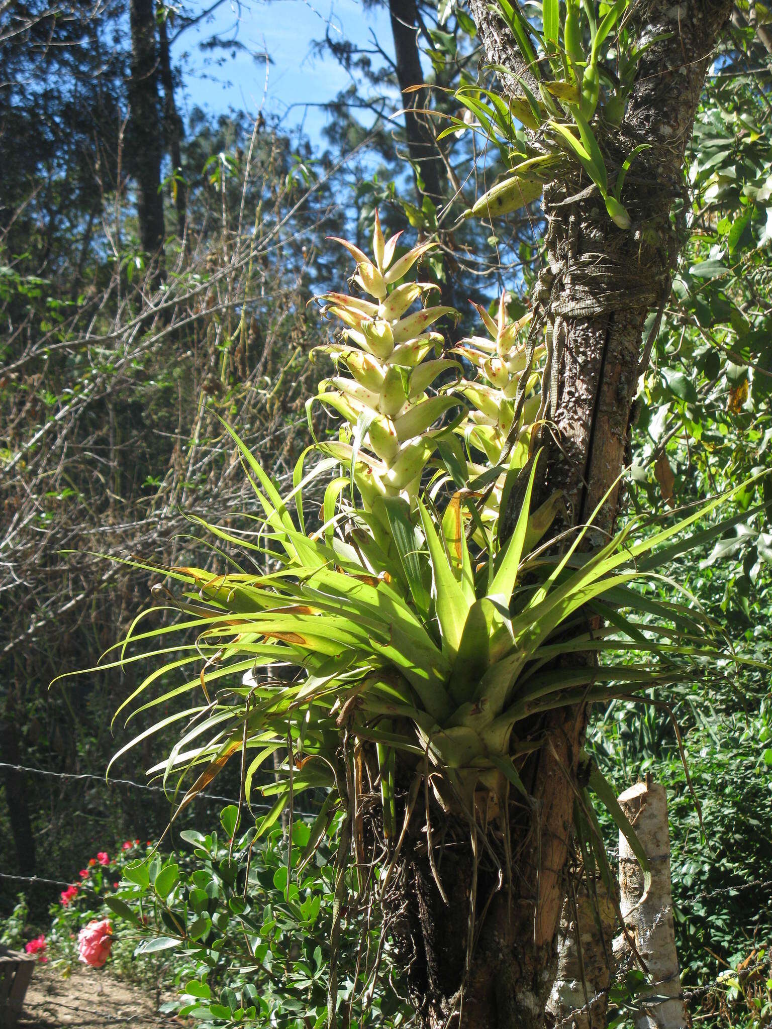 Image of Tillandsia tillii Ehlers