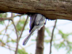 Image of <i>Fraseria plumbea orientalis</i>