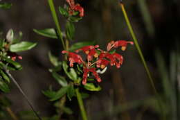 Image of Grevillea depauperata R. Br.