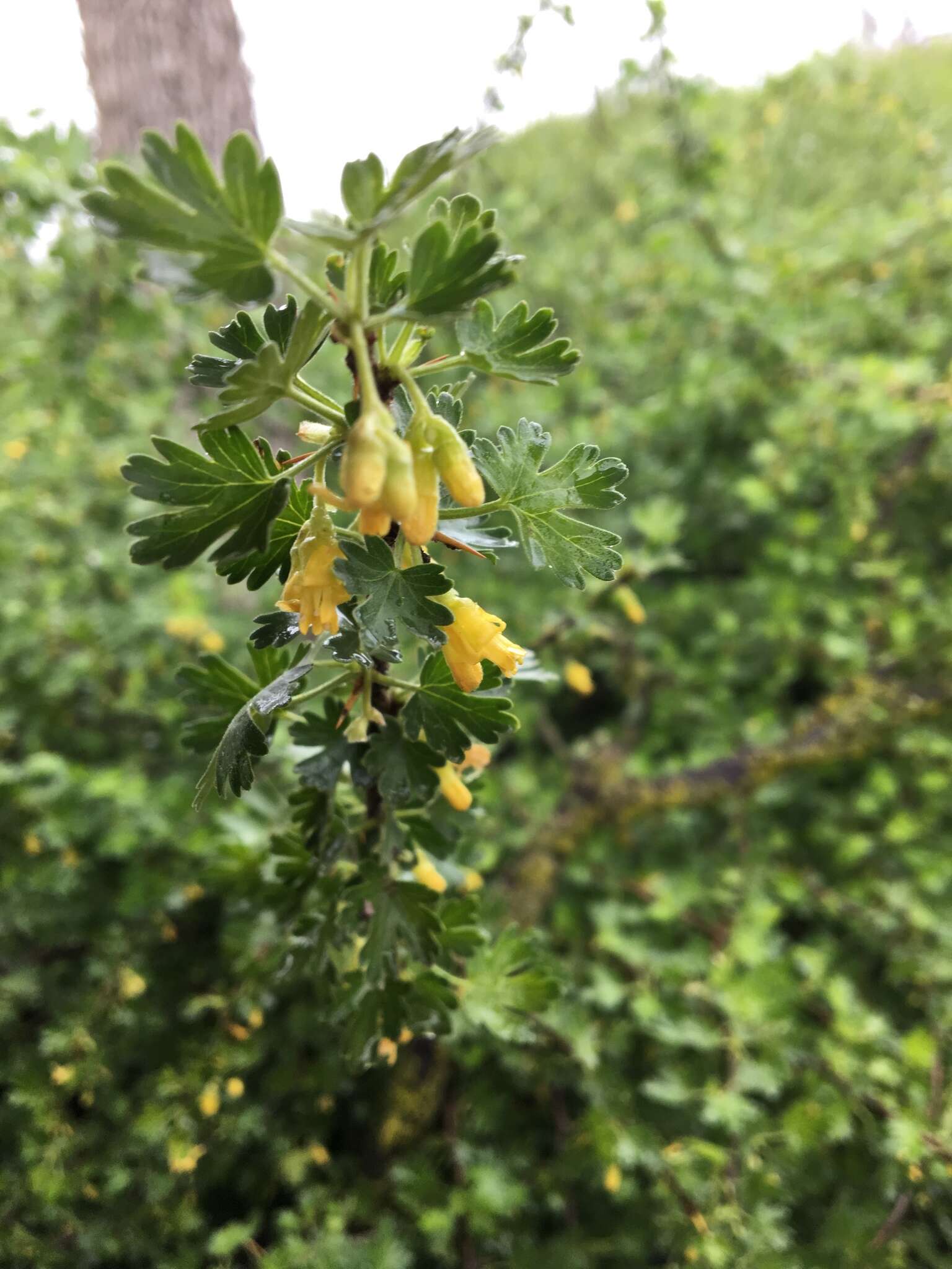 Image of rock gooseberry