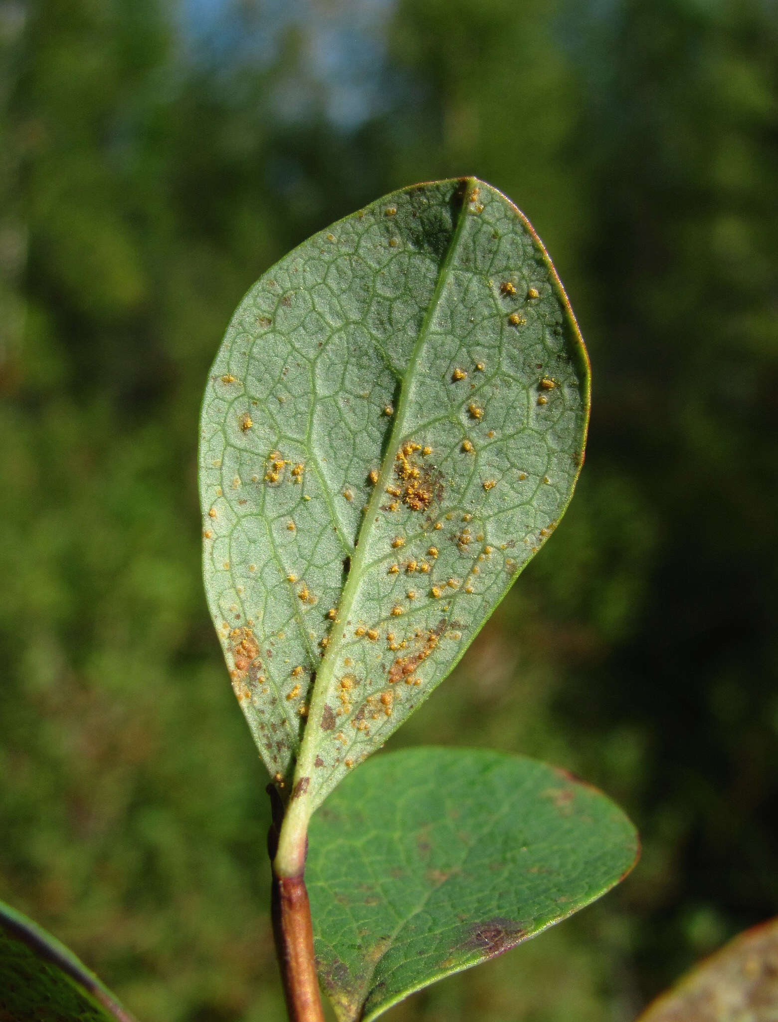 Image of Naohidemyces