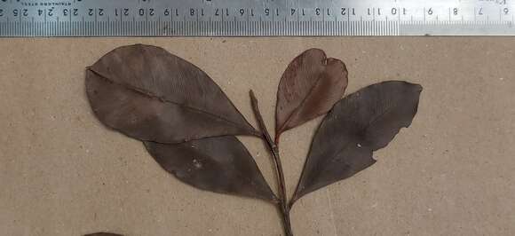 Image de Calophyllum austroindicum Kosterm. ex P. F. Stevens