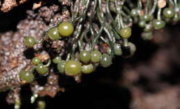 Image of Chlorovibrissea melanochlora (G. W. Beaton & Weste) L. M. Kohn 1989