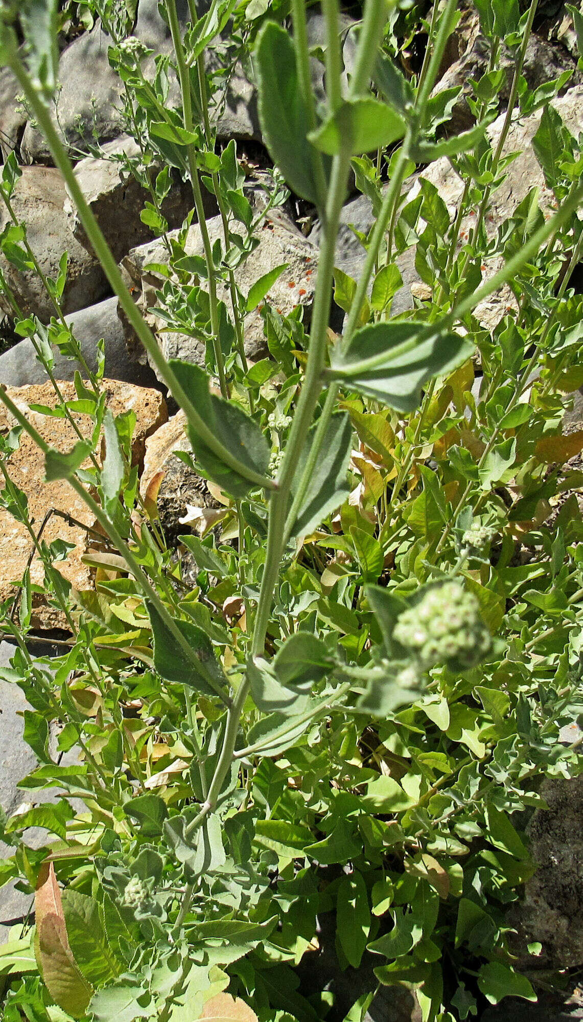 Image of Alecost or Balsam Herb