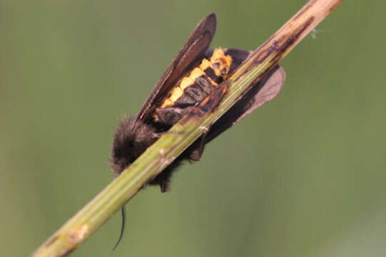 Image of Epatolmis luctifera