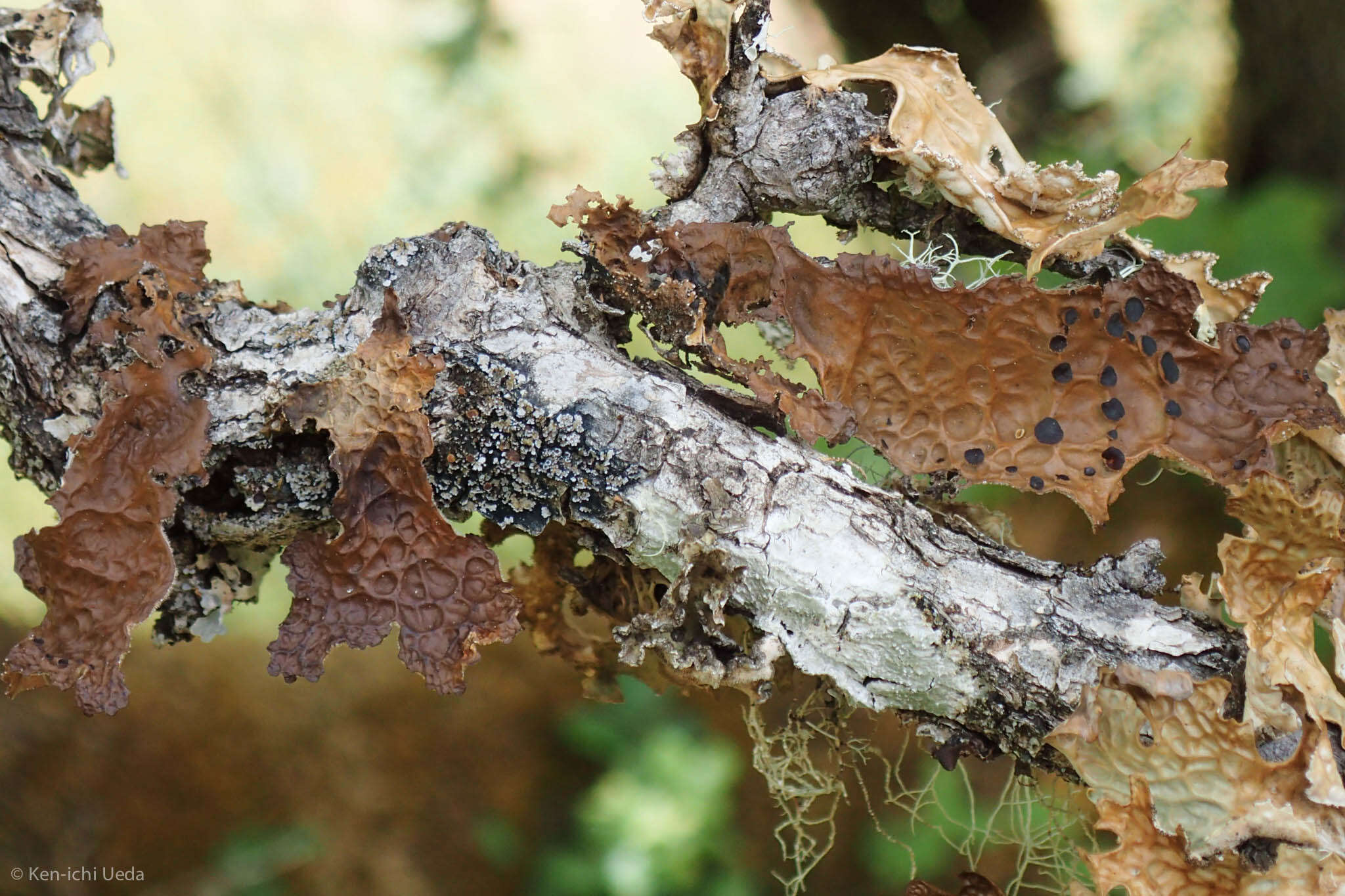 Image of Lobaria anthraspis