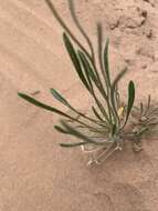 Image of Utah fleabane