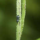 Image of Psilarthroides czerskyi Hong, Egorov & Korotyaev 2000