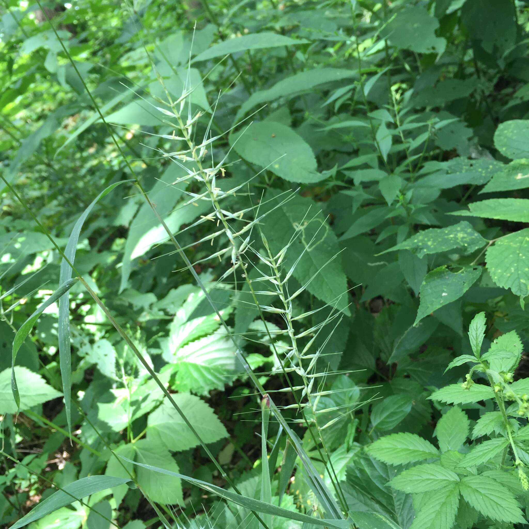 Image of Eastern Bottle-Brush Grass