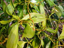 Image of fourpart mistletoe