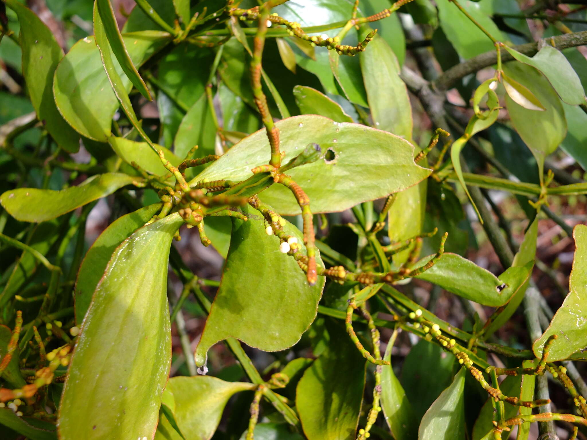 Image of fourpart mistletoe
