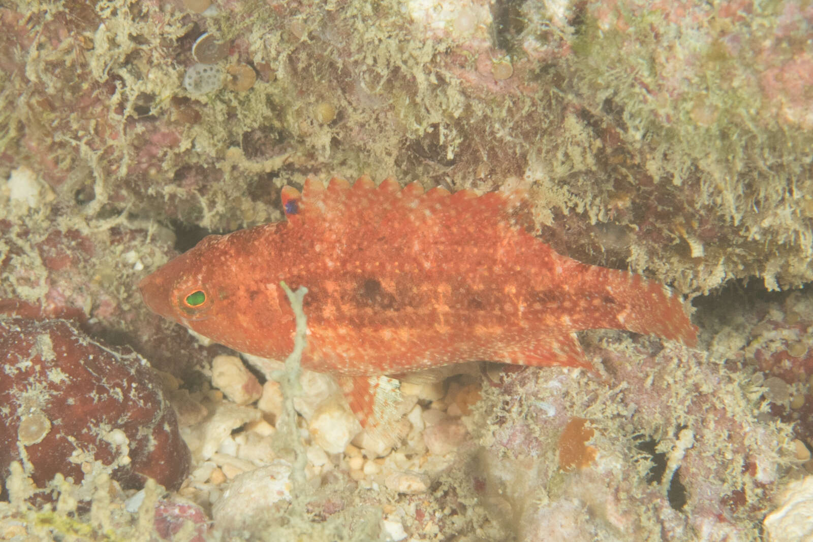 Oxycheilinus bimaculatus (Valenciennes 1840) resmi