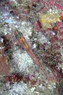 Image of Cave dwarfgoby