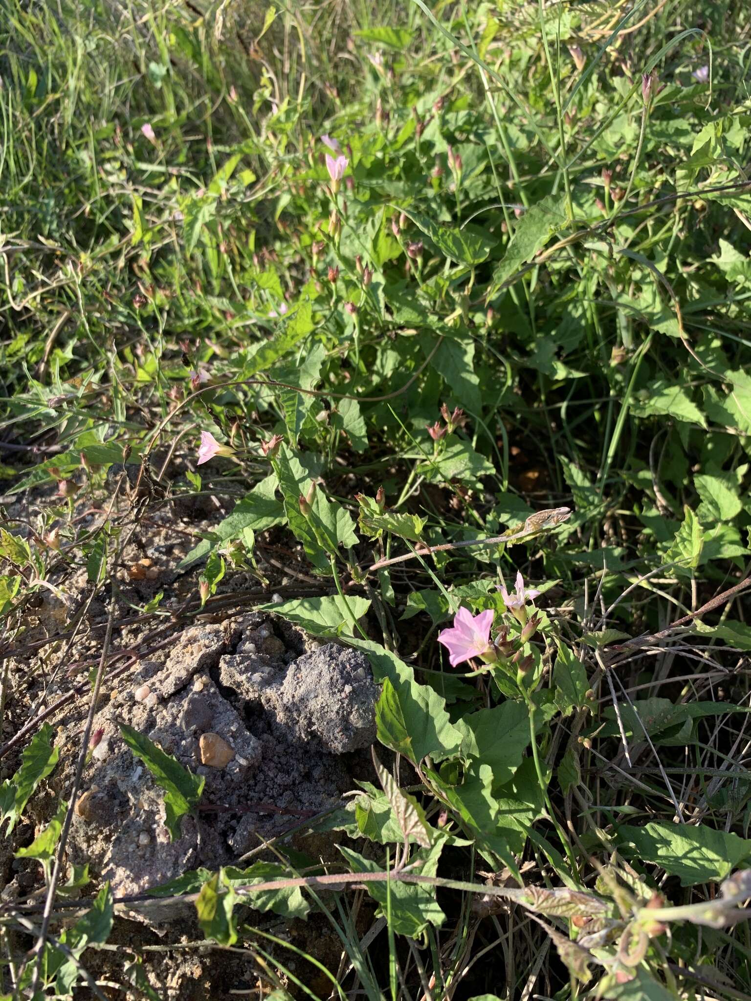 Image of Convolvulus farinosus L.