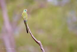 Image of Golden-shouldered Parrot