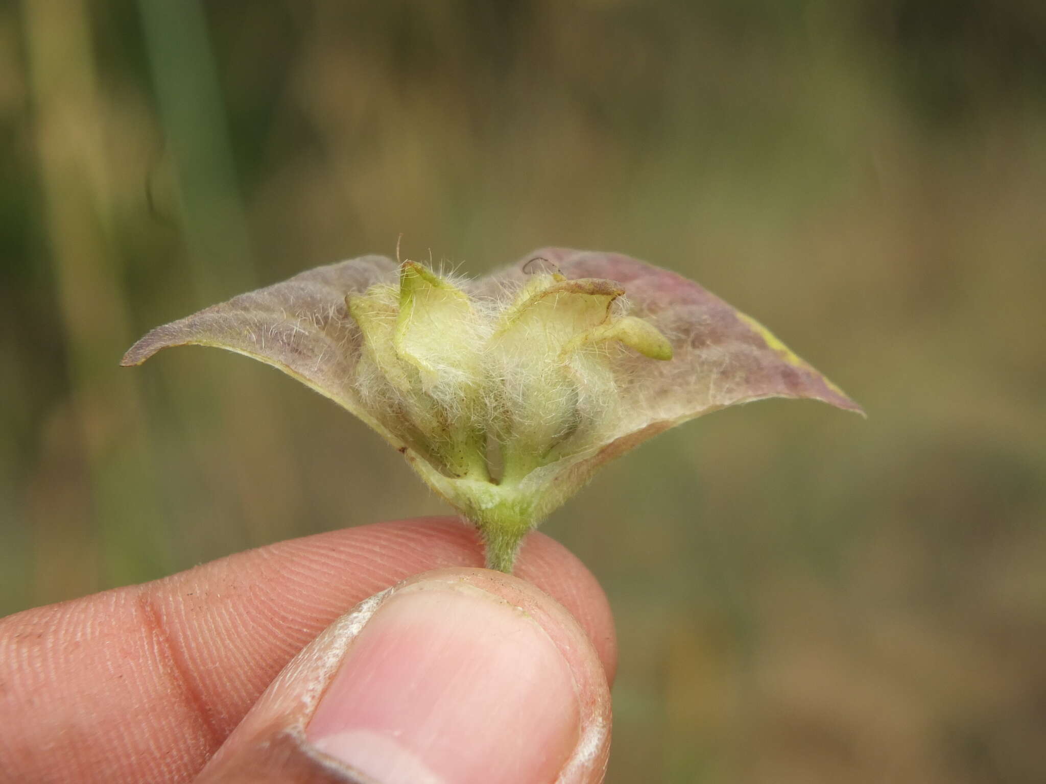 Image of Ipomoea pileata Roxb.