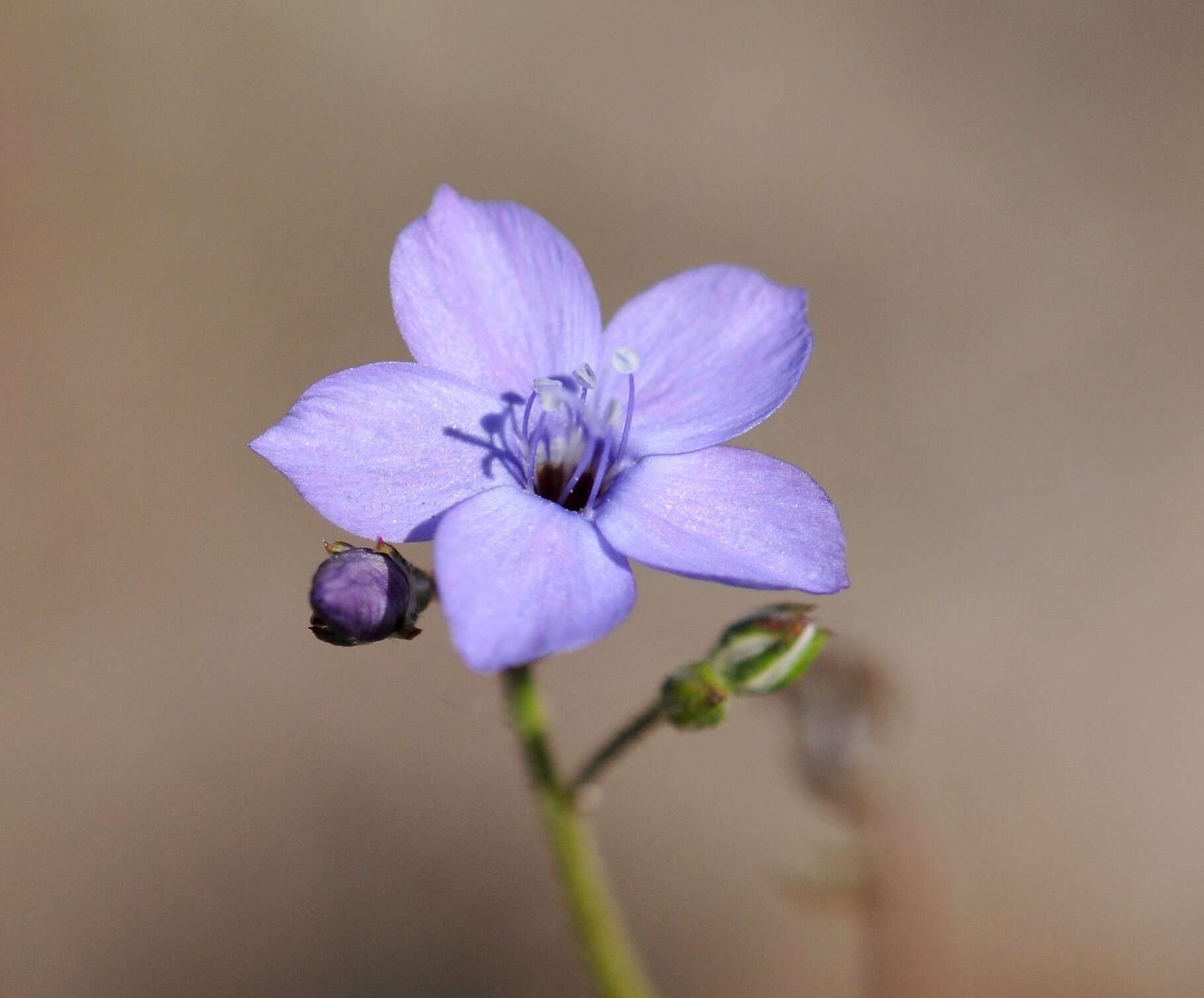 Image of California gilia