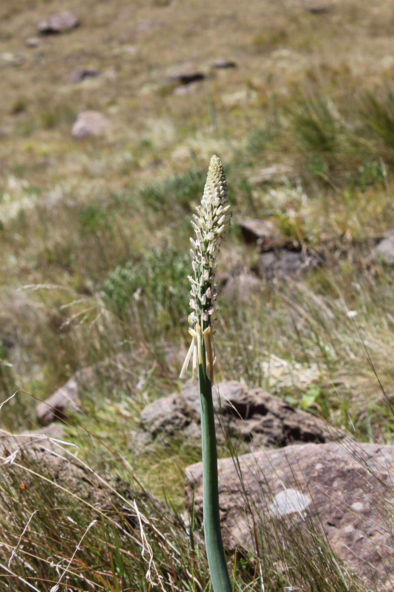 Image of Drimia macrocentra (Baker) Jessop