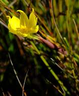 Image of Bobartia parva Gillett