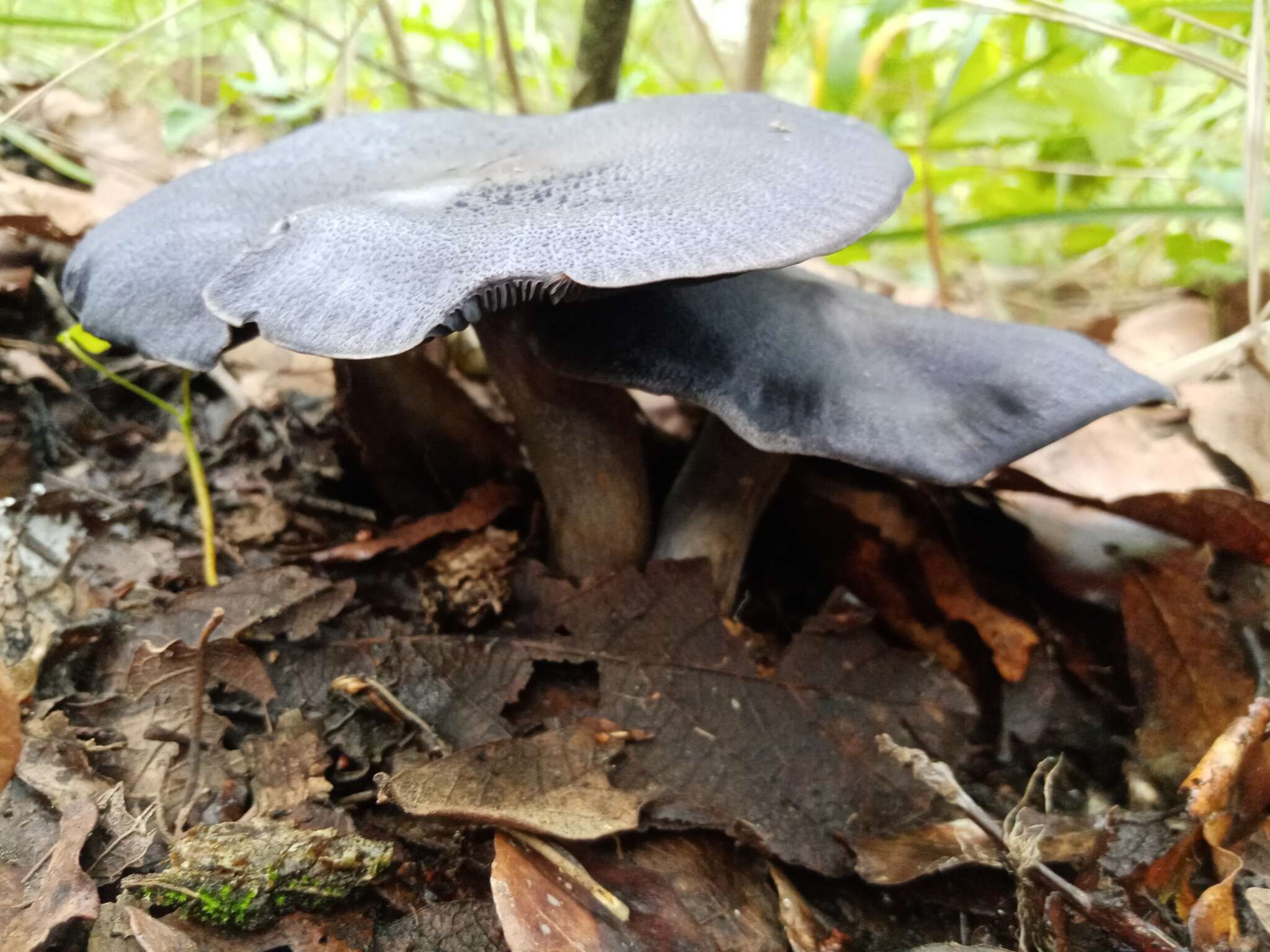 Image of Omphalotus mexicanus Guzmán & V. Mora 1984