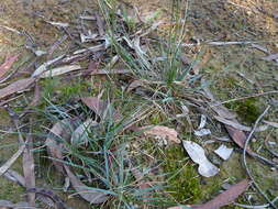 Plancia ëd Rytidosperma geniculatum (J. M. Black) Connor & Edgar