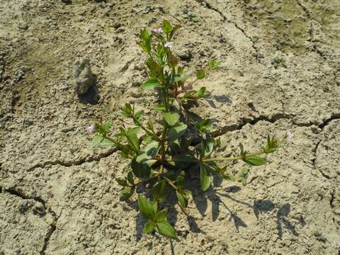 Image of Prostrate False Pimpernel