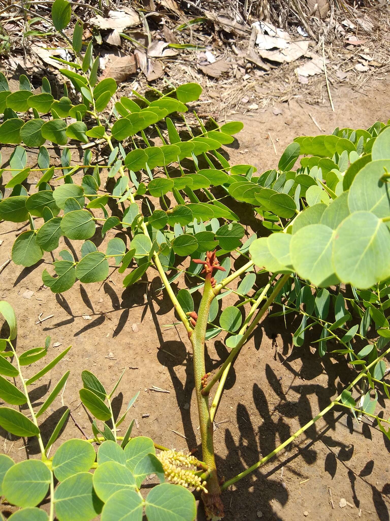 Plancia ëd Stryphnodendron adstringens (Mart.) Coville