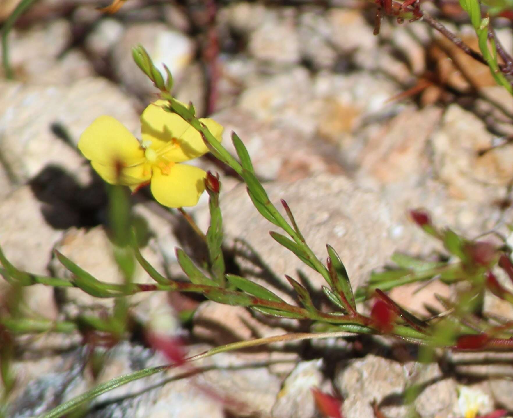 Imagem de Crocanthemum patens (Hemsl.)