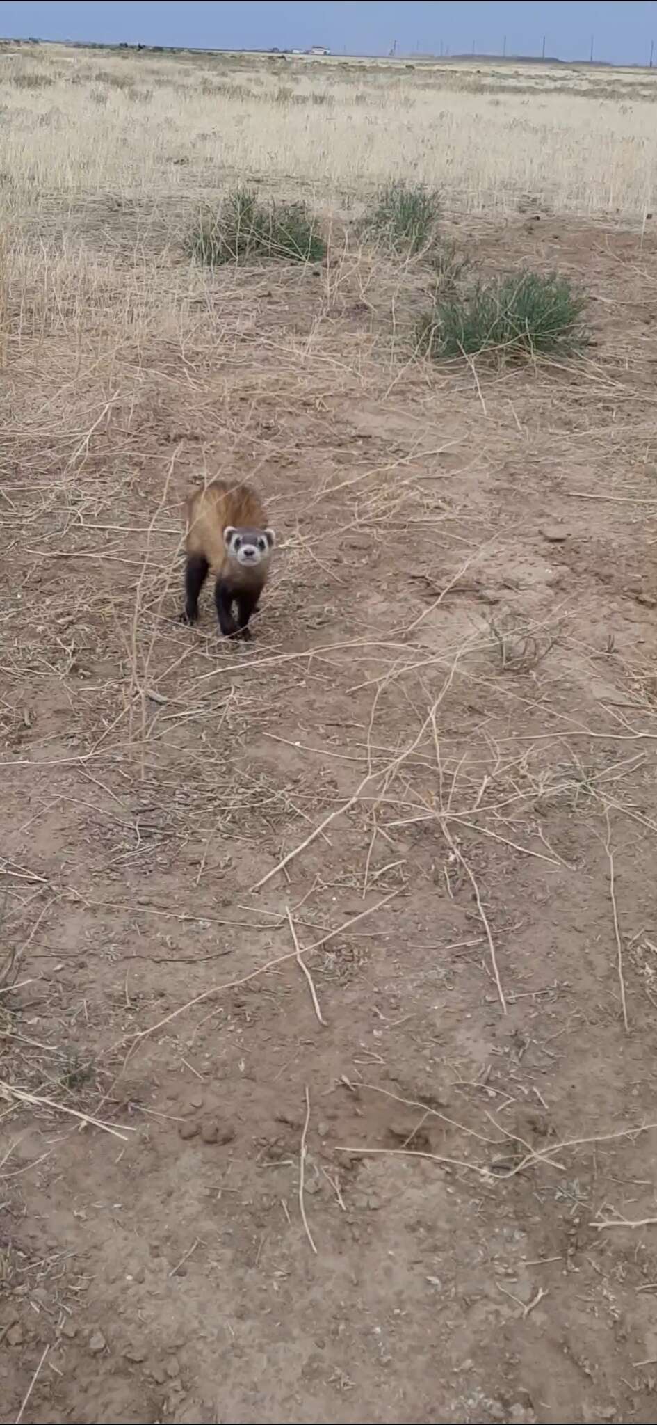 Image of Steppe Polecat