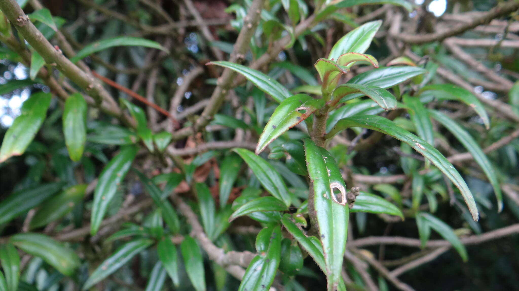 Image of Columnea purpusii Standl.