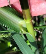 Plancia ëd Echinochloa muricata (P. Beauv.) Fernald