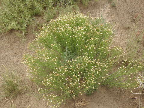 Image of Baccharis darwinii Hook. & Arn.