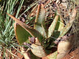 Aloe grandidentata Salm-Dyck resmi