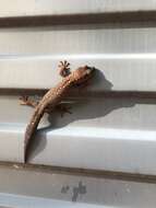 Image of Southern Spotted Velvet Gecko