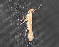 Image of Moth