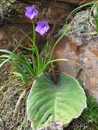 Sivun Streptocarpus galpinii Hook. fil. kuva