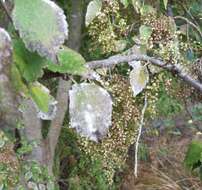 Image of Podosphaera fusca (Fr.) U. Braun & Shishkoff 2000