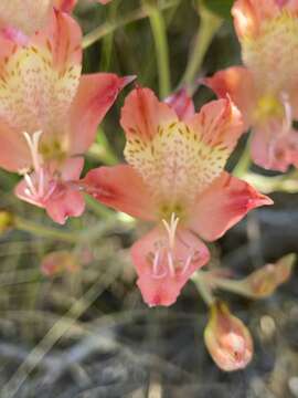 Image of Alstroemeria hookeri Sweet