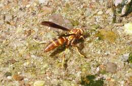 صورة Polistes arizonensis Snelling 1954